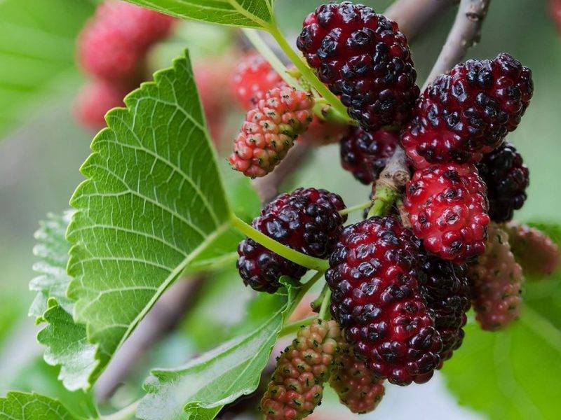 Шелковица купить саженцы из питомнике в Ногинске