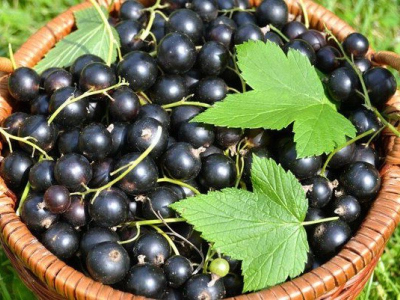 Смородина купить саженцы из питомника в Ногинске