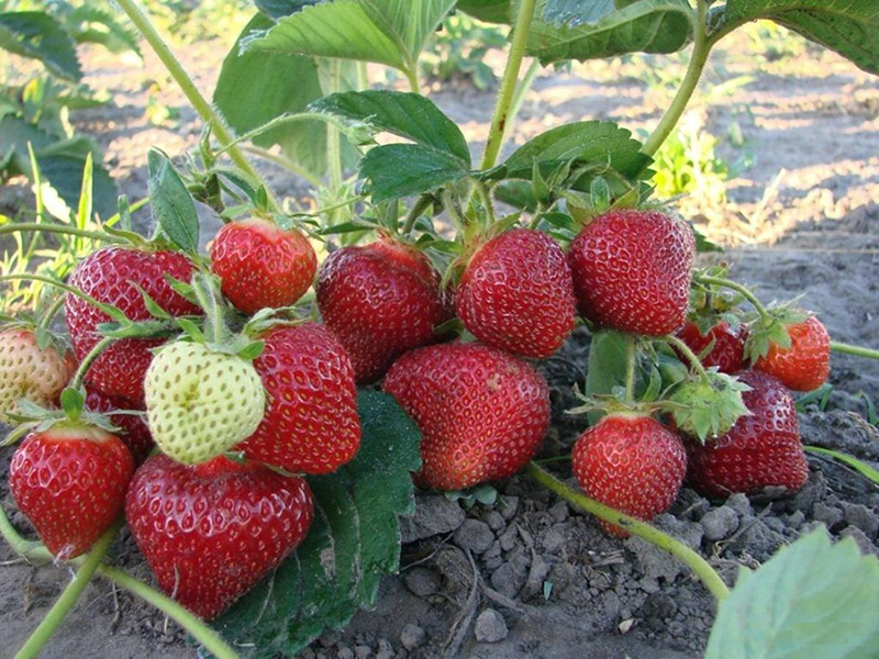 Клубника купить саженцы из питомника в Ногинске