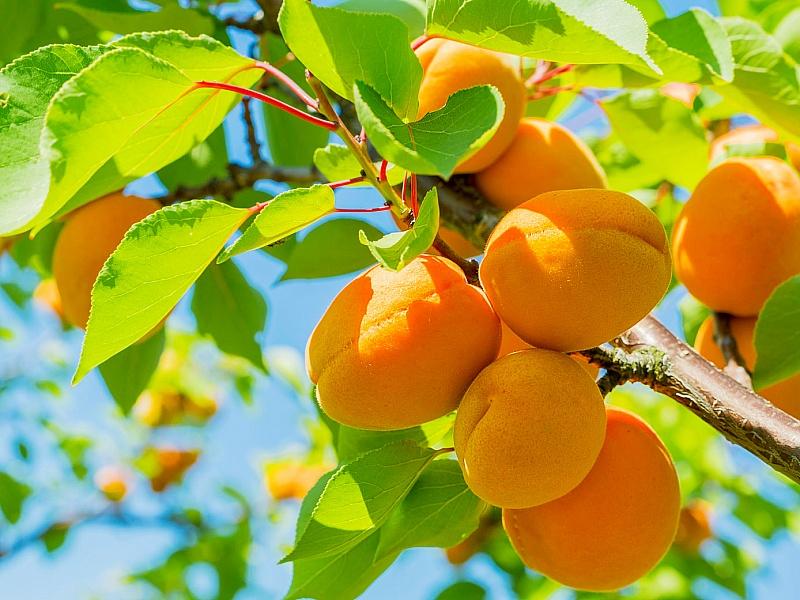 Абрикос купить саженцы из питомнике в Ногинске