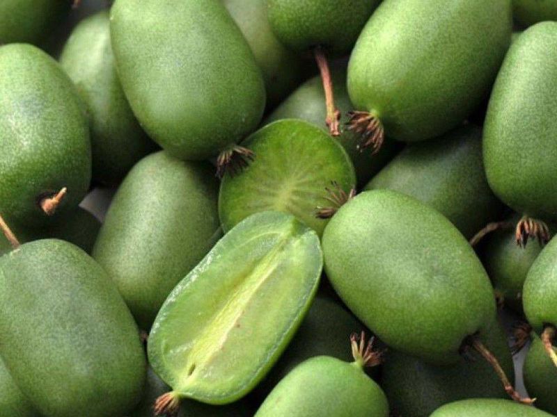 Актинидия купить саженцы из питомнике в Ногинске
